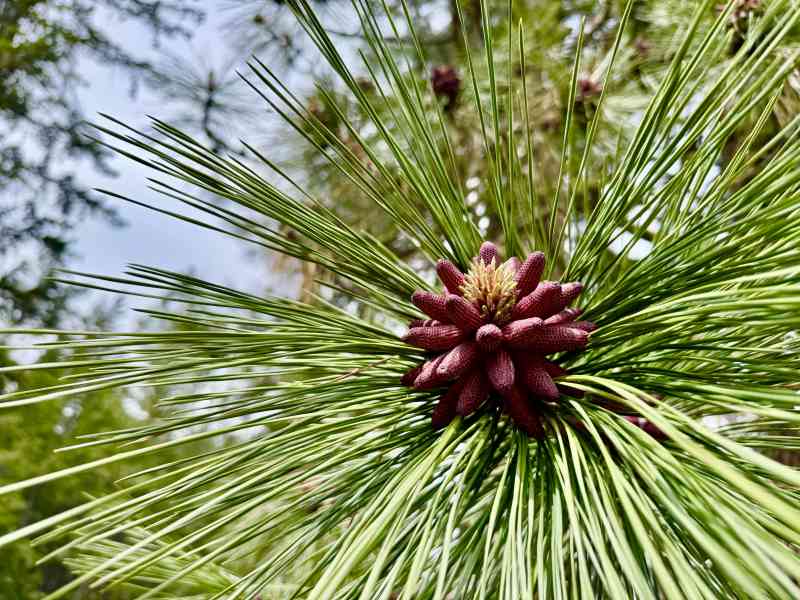 Secret Pincushion Hike