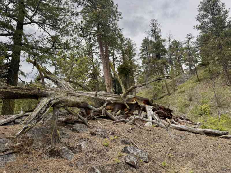Secret Pincushion Hike