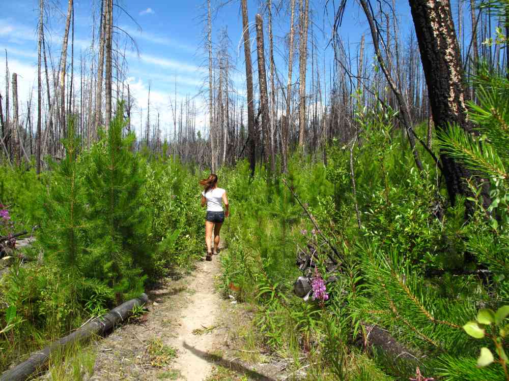 Myra Canyon: Teddy Bear Loop
