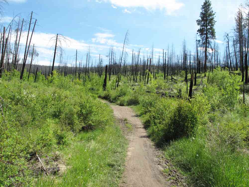 Myra Canyon: Teddy Bear Loop