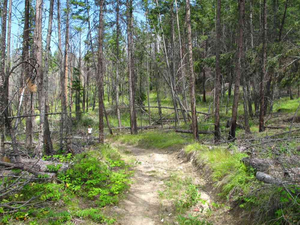 Myra Canyon: Teddy Bear Loop