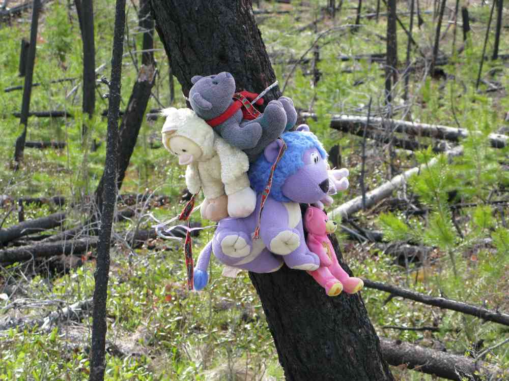 Myra Canyon: Teddy Bear Loop