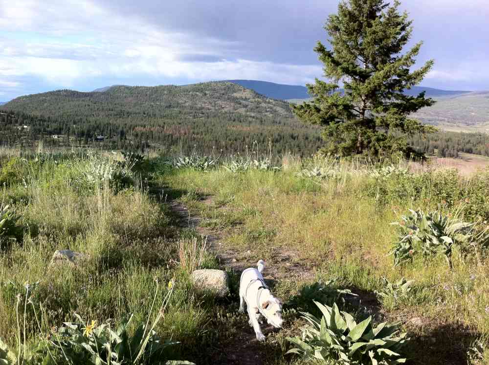 Stephens Coyote Ridge: Swamp Loop