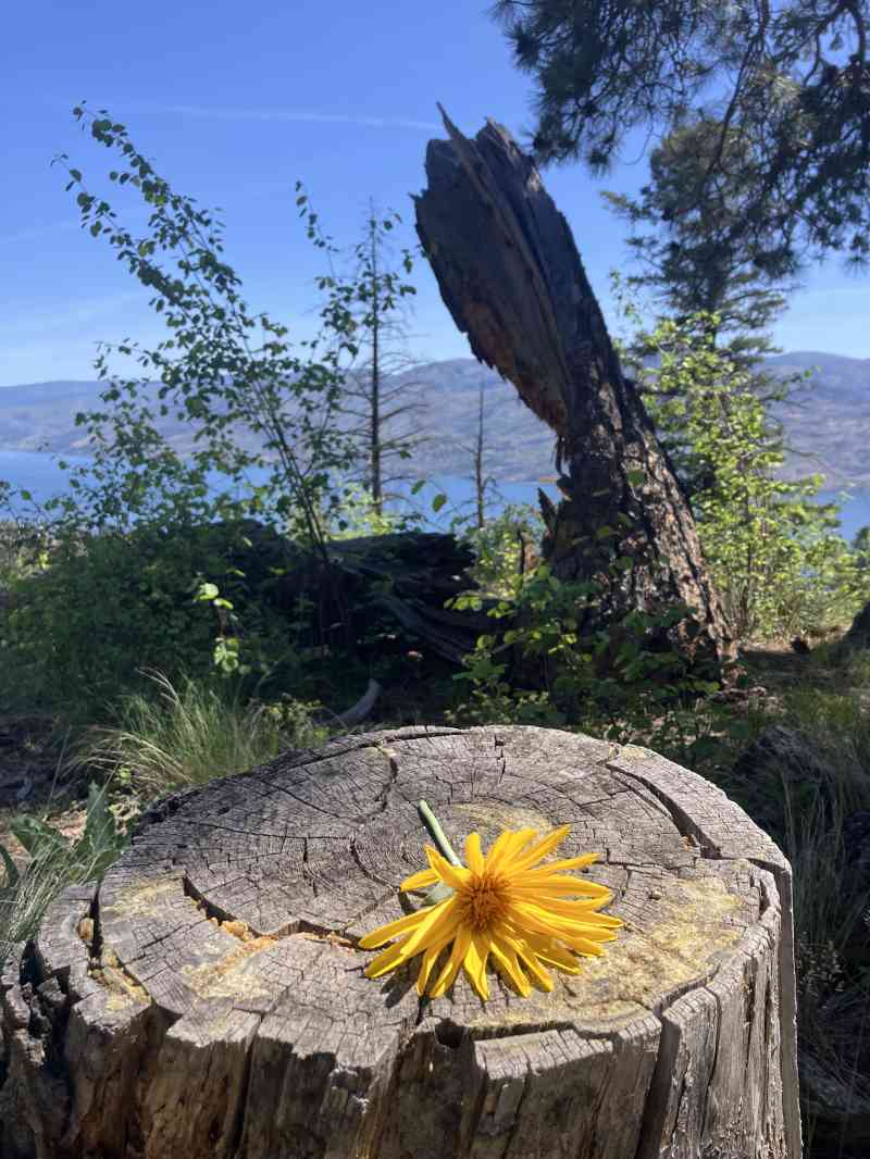 Pincushion