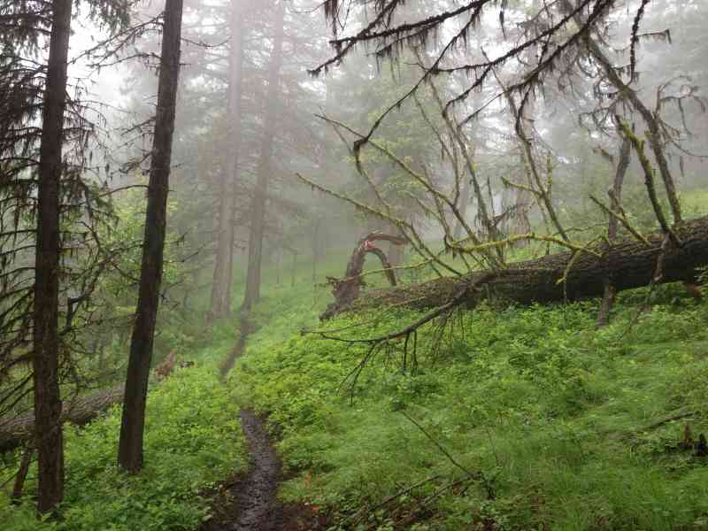 McDougall Rim: Hayman Lake Loop
