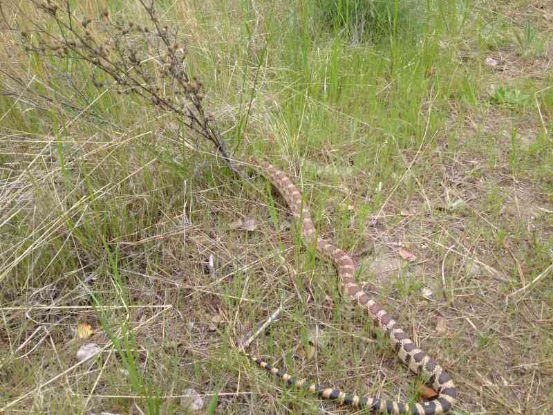 Mission Greenway Phase 2: Scenic Canyon Park (Gallagher's Canyon)
