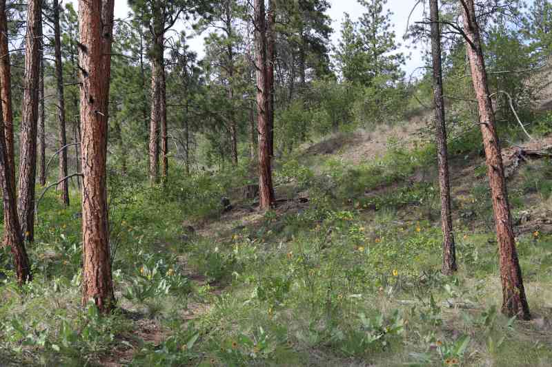 Mount Boucherie: Eain Lamont Loop