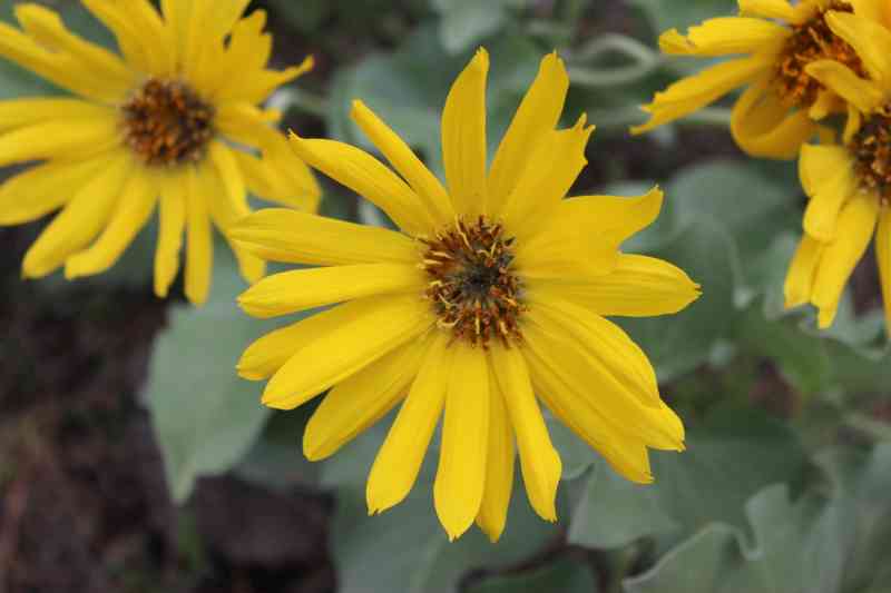 4-22-2016 Mt Boucherie - Flint Man Entrance (Switchback Trail)