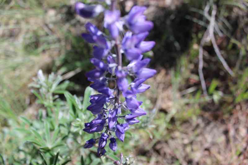 5-7-2016 Black Mountain Rd Lookout