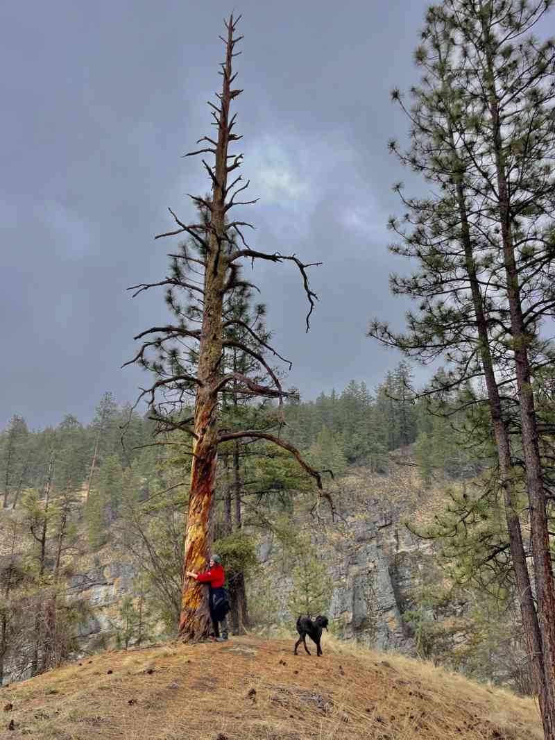 Gallagher's Canyon-Tree of Wisdom