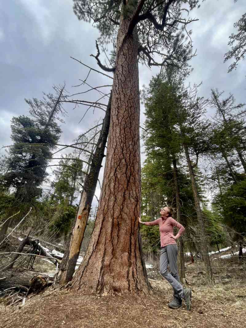 Gladstone-Mines Loop