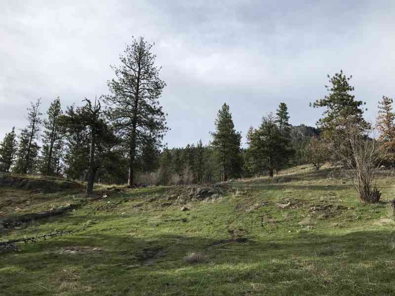Blue Grouse: Baby Grouse